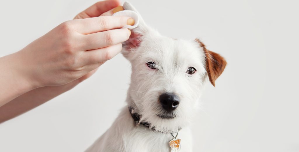 why-is-my-dog-getting-ear-infections-symptoms-causes-and-treatments