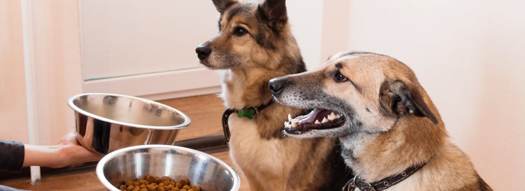 Best dog food for german shepherd with outlet allergies