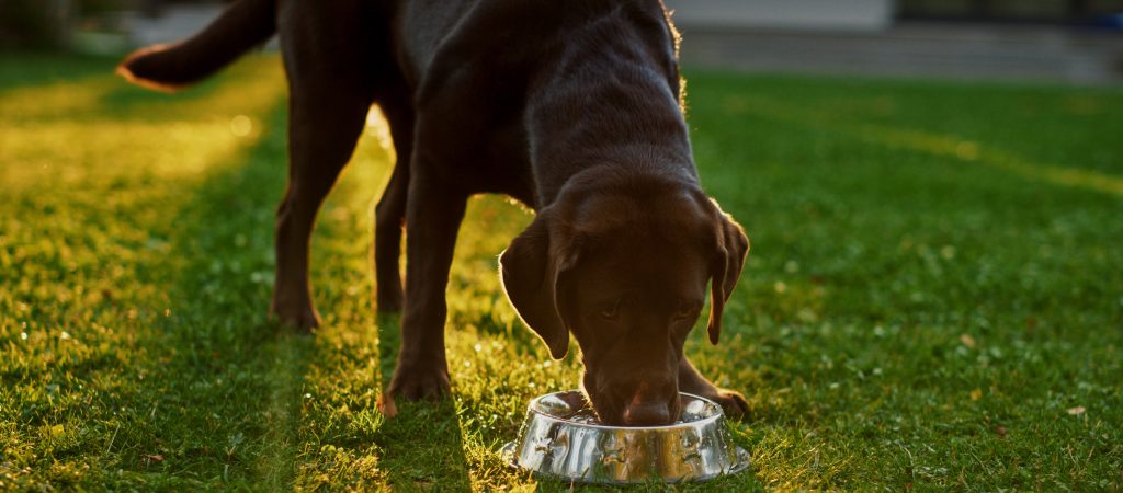 limited-ingredient-diets-a-healthy-choice-for-dogs-budget-pet-products