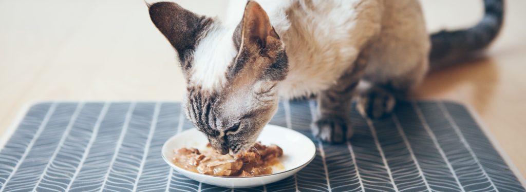 Best Wet Food for Cats Budget Pet Products