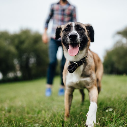 Nexgard cheap australian shepherd