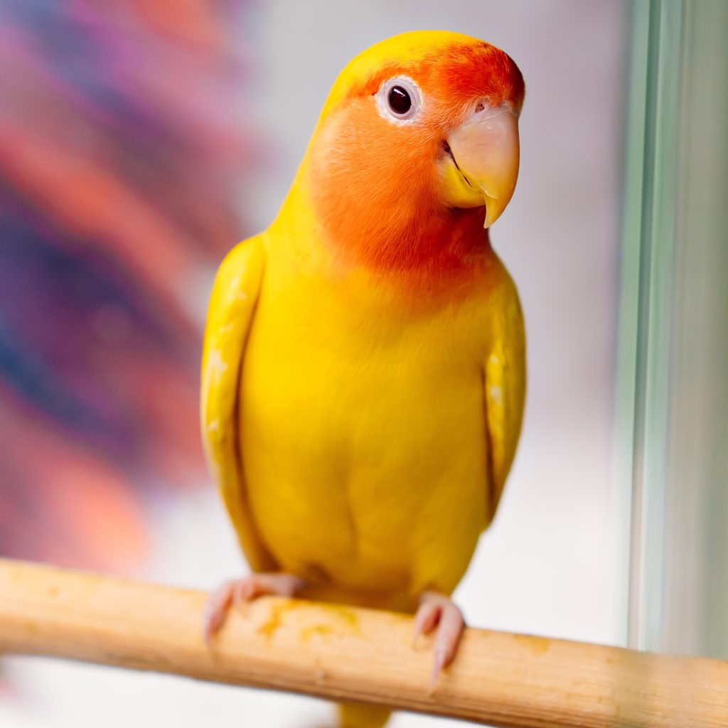 When Should I be Putting my Bird to Bed? | Budget Pet Products