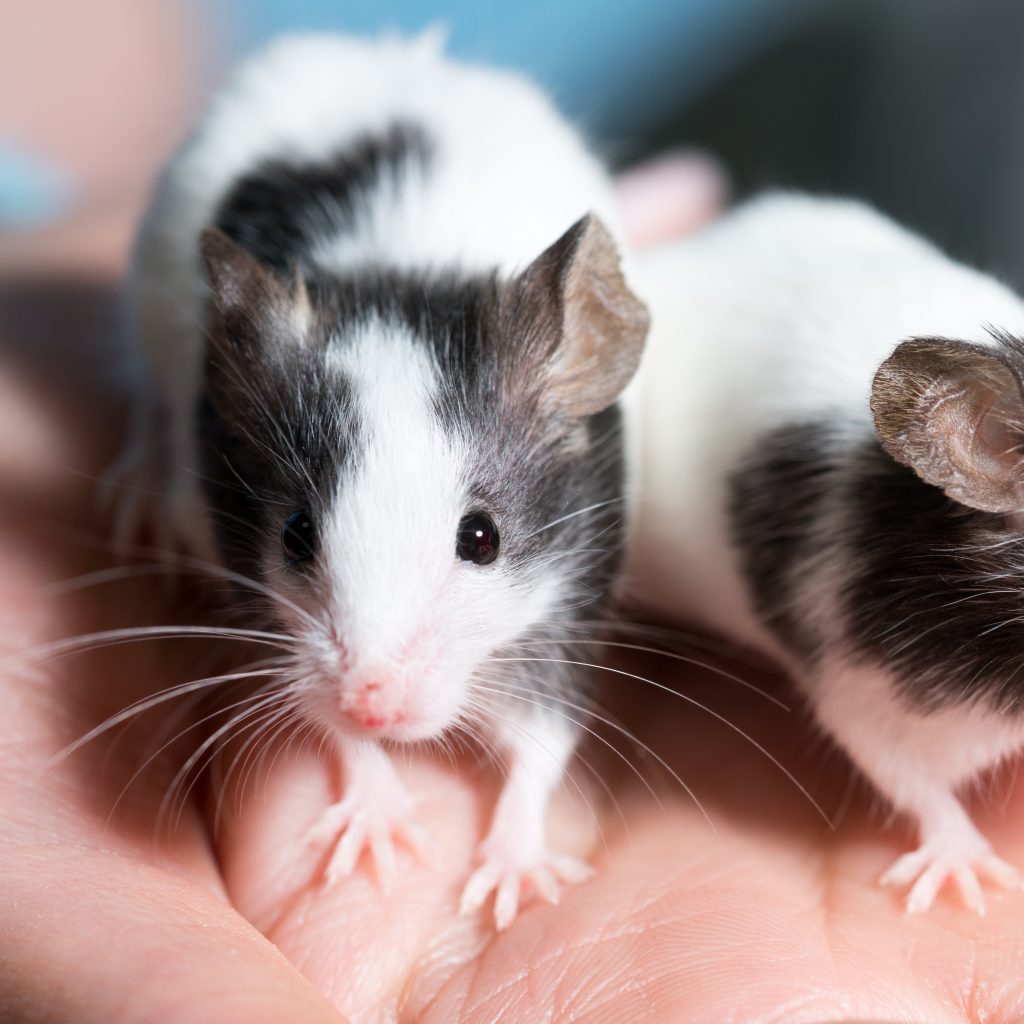 How to Pick the Right Bedding Substrate (Rabbits, Hamsters, Rats, Mice ...