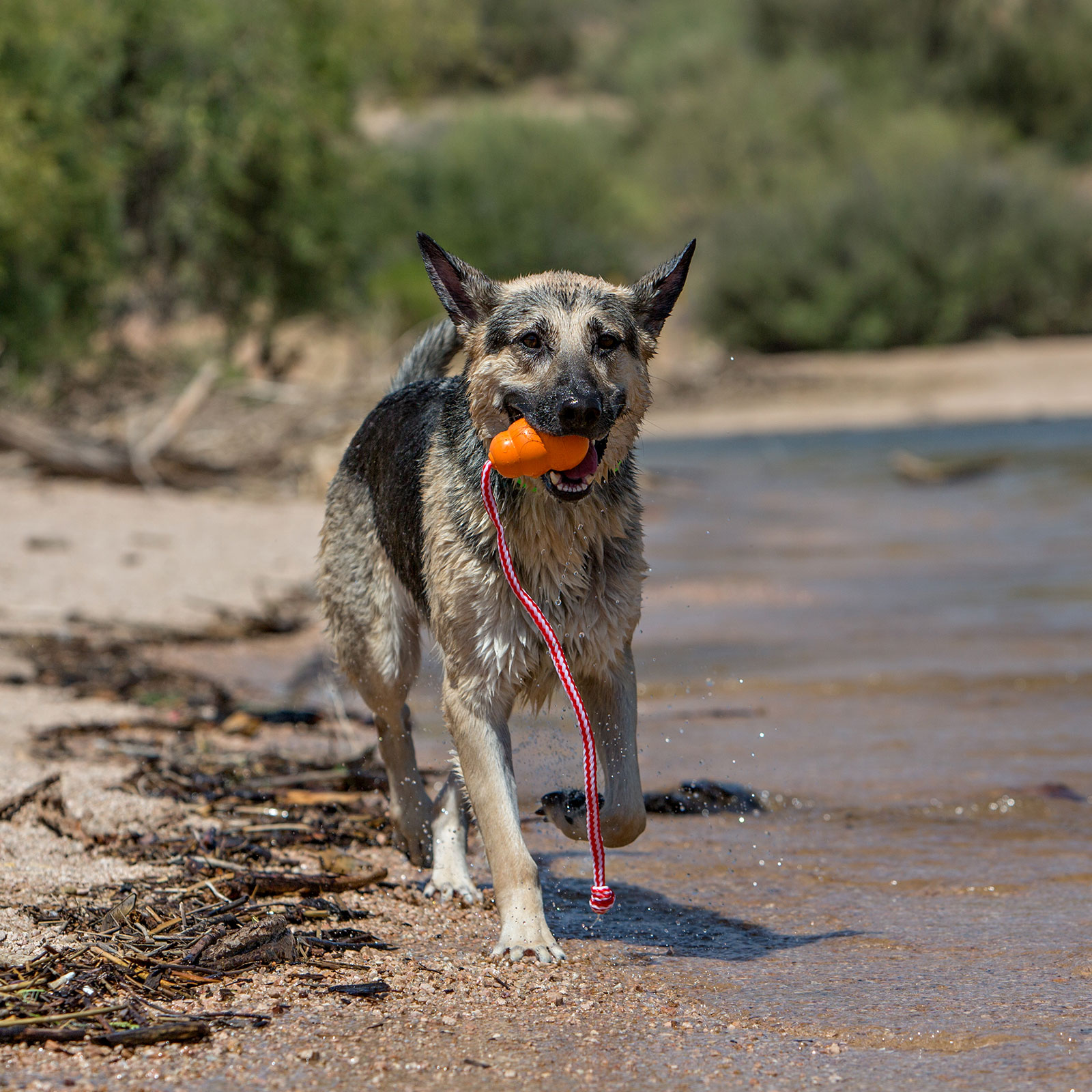 Kong aqua discount dog toy