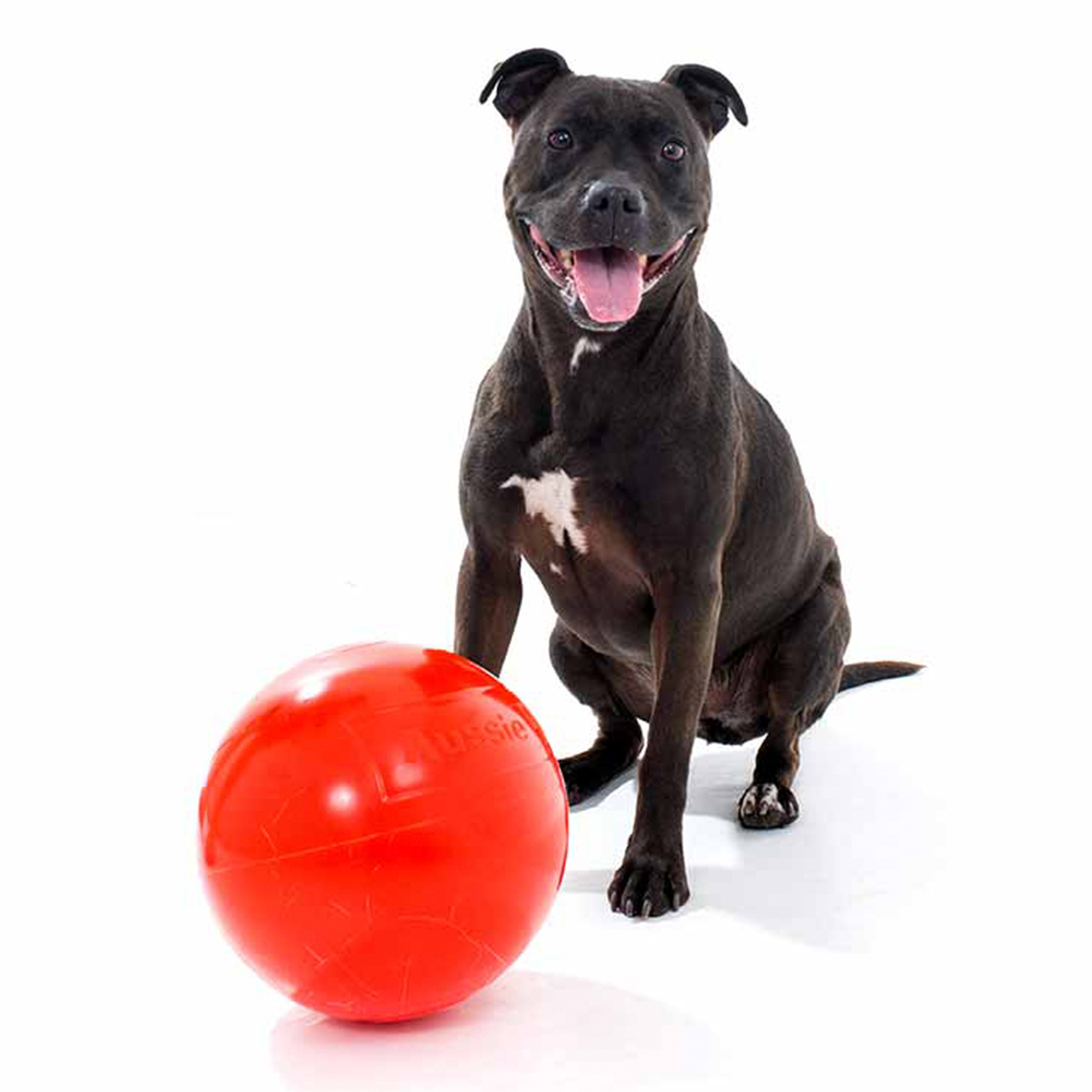 Staffy best sale proof toys