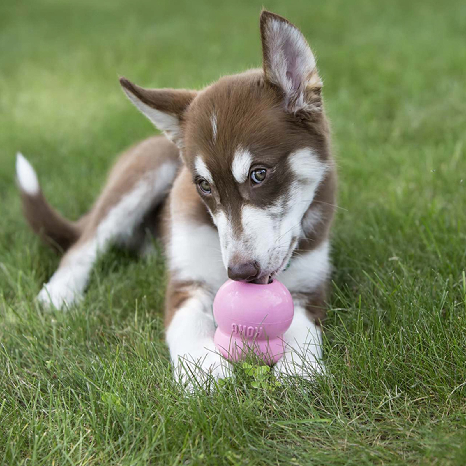 KONG Easy Treat Paste Puppy Recipe For Dogs 226gm