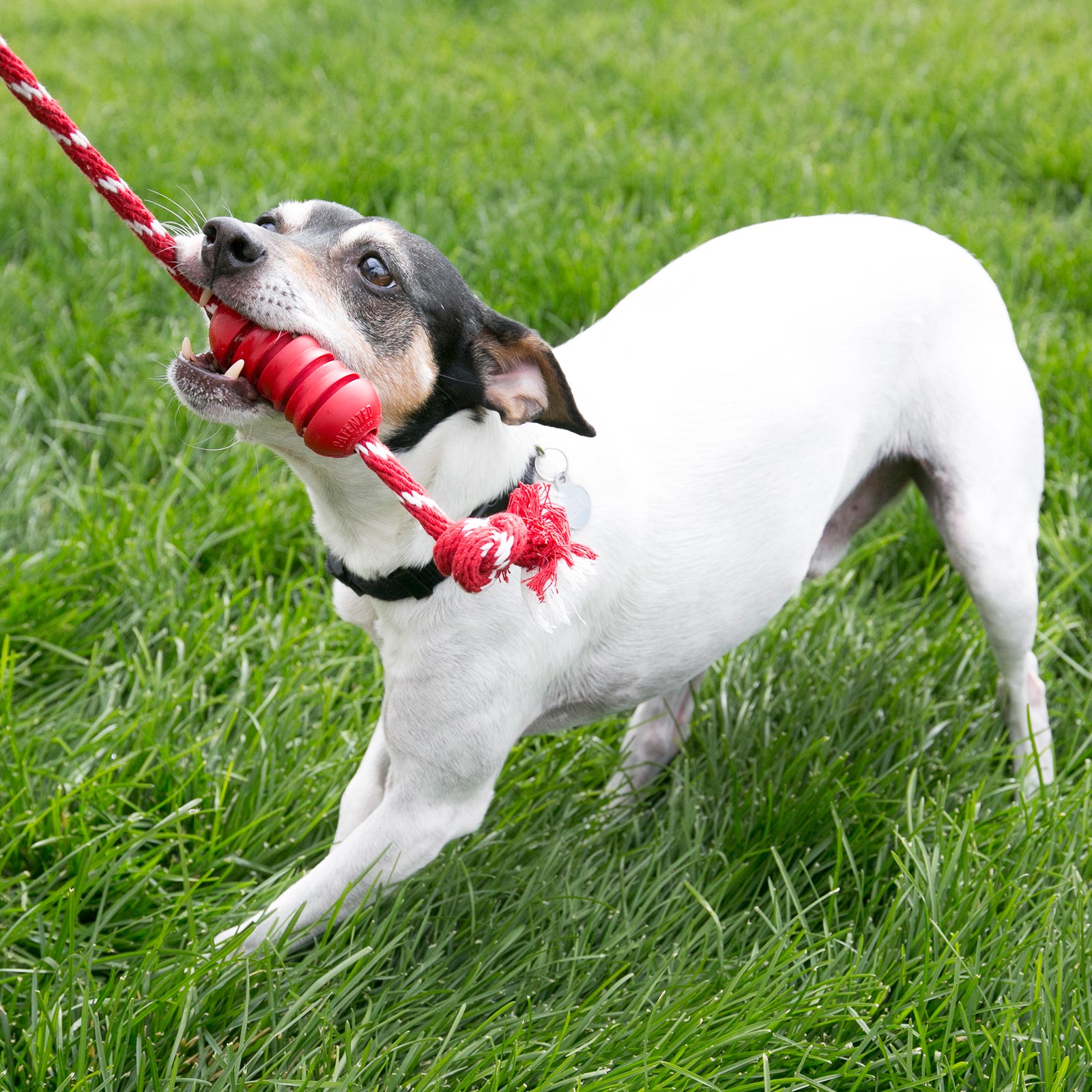 Kong rubber rope cheap