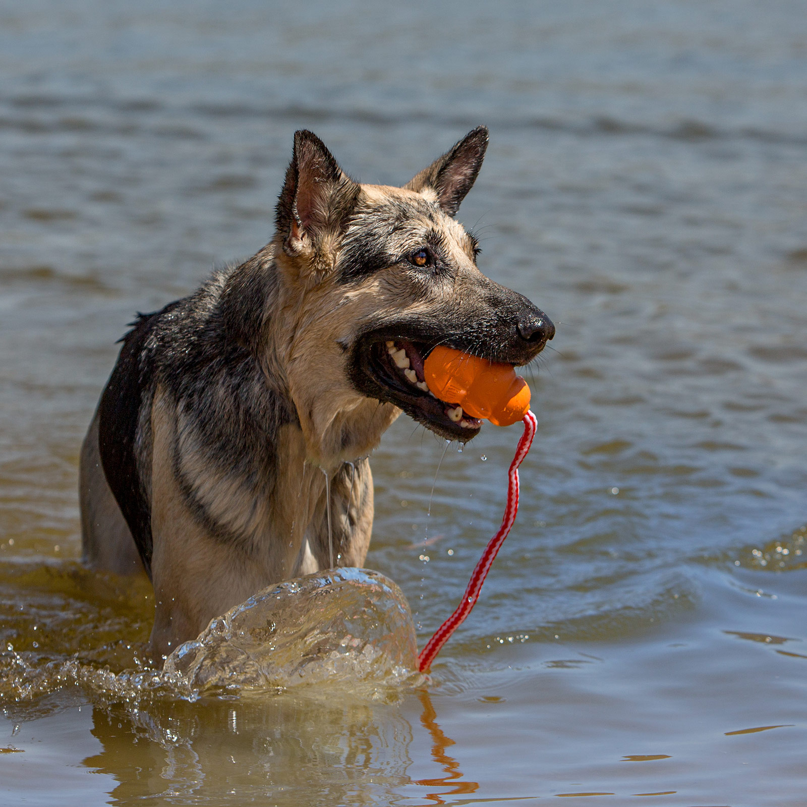 Floating kong on a rope best sale