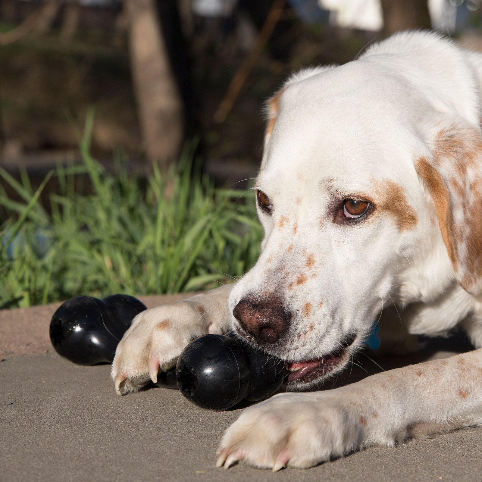 Large store kong bone