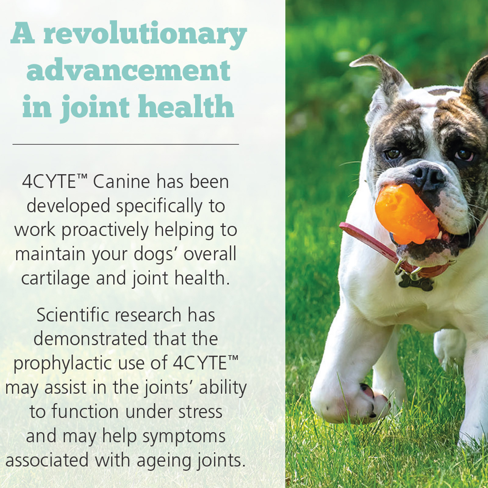 4CYTE Canine Joint Support For Dogs 100gm 69.95