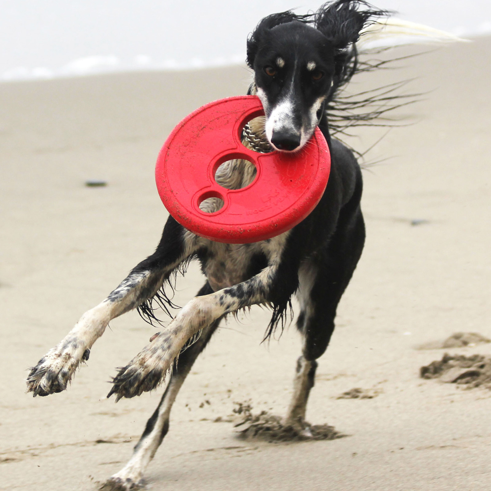 Best flying disc for dogs best sale