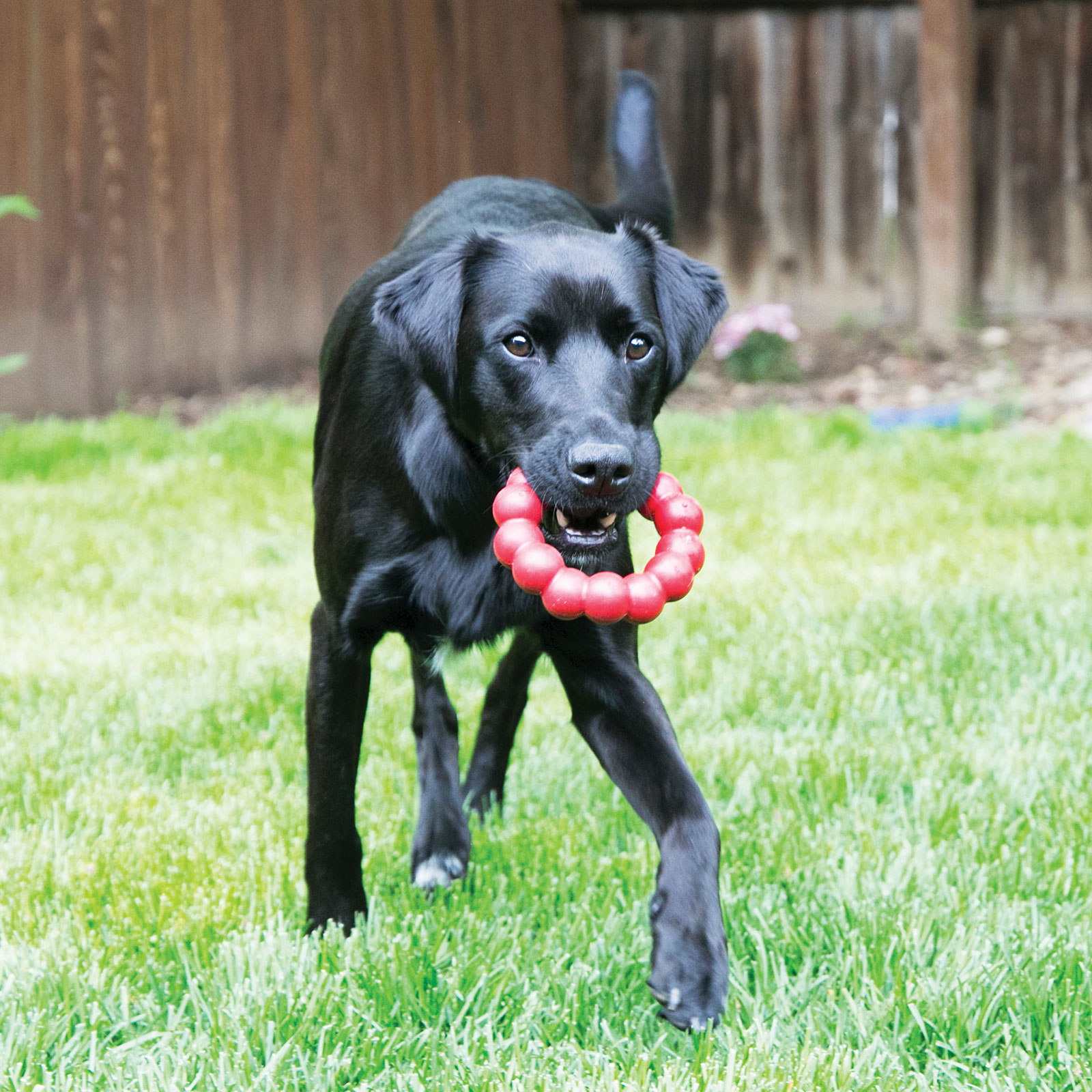 Kong ring dog toy hotsell