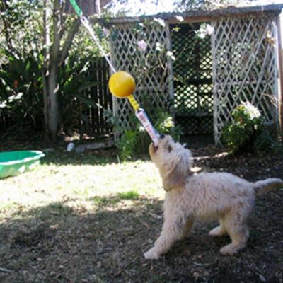 Aussie Dog Home Alone Dog Toy