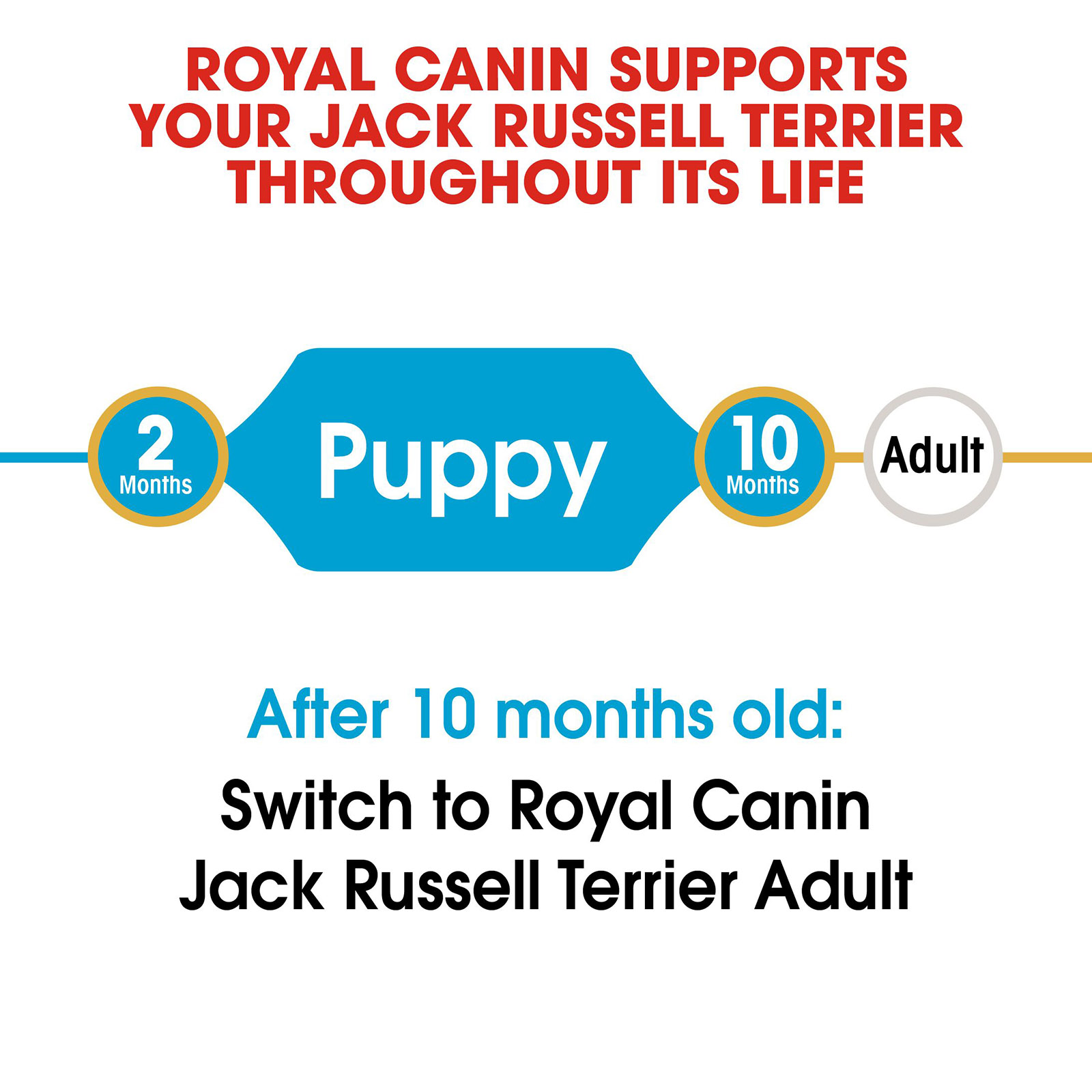 Royal canin jack sale russell terrier adult