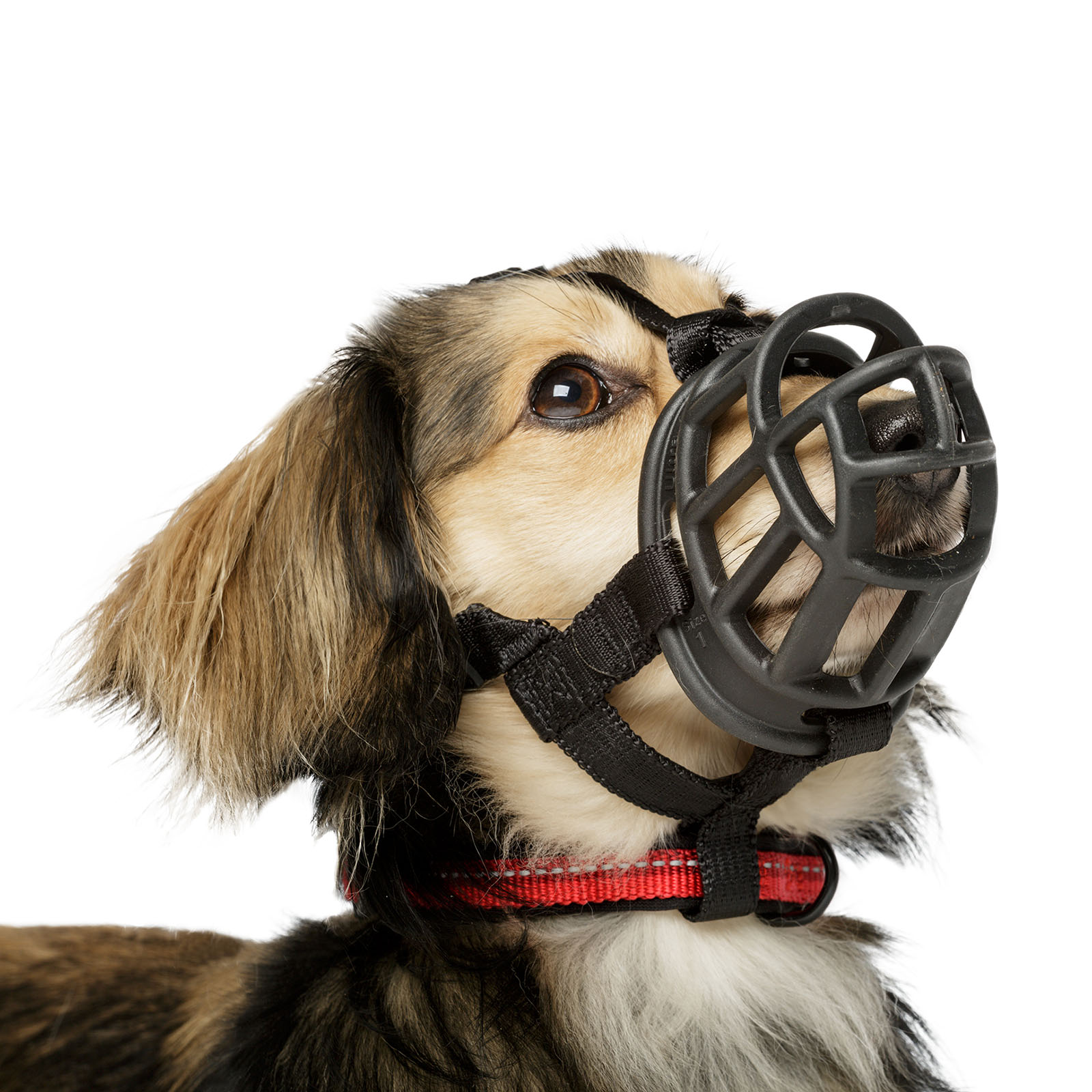 Basket best sale muzzle australia