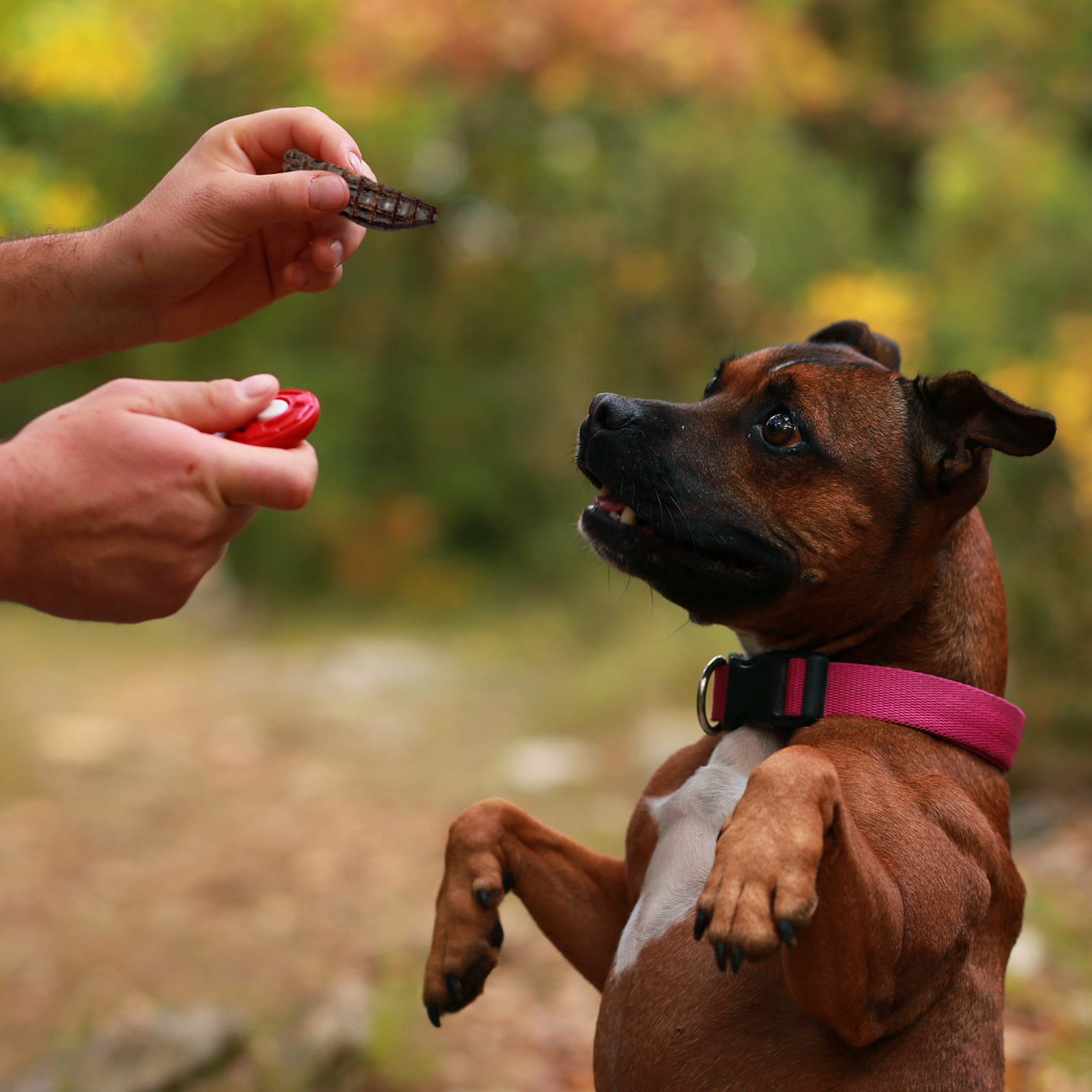 Meatables Australian Beef Liver Snaps Premium Natural Dried Treats For Dogs 250gm 12.95