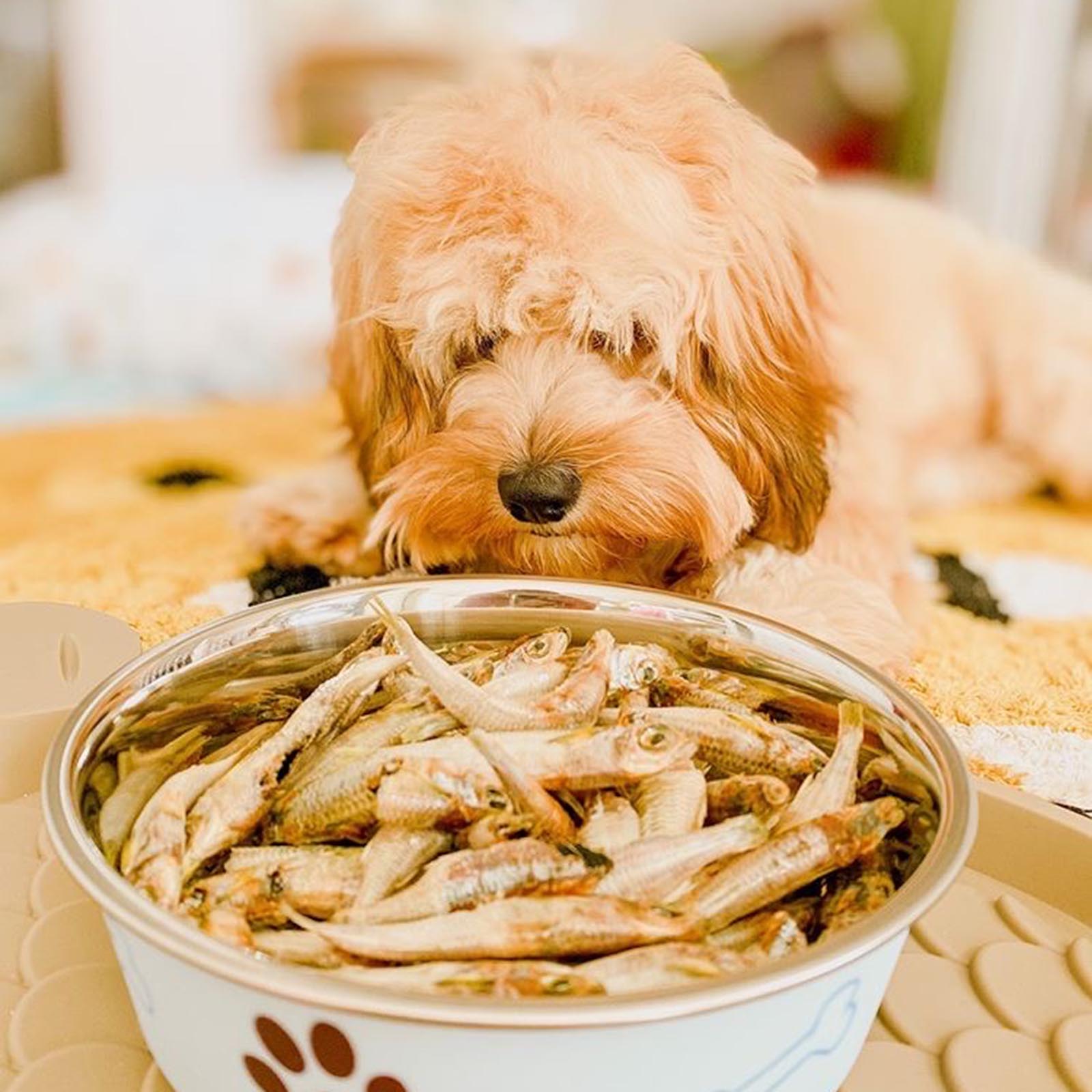 Fish treats for dogs pets at home best sale