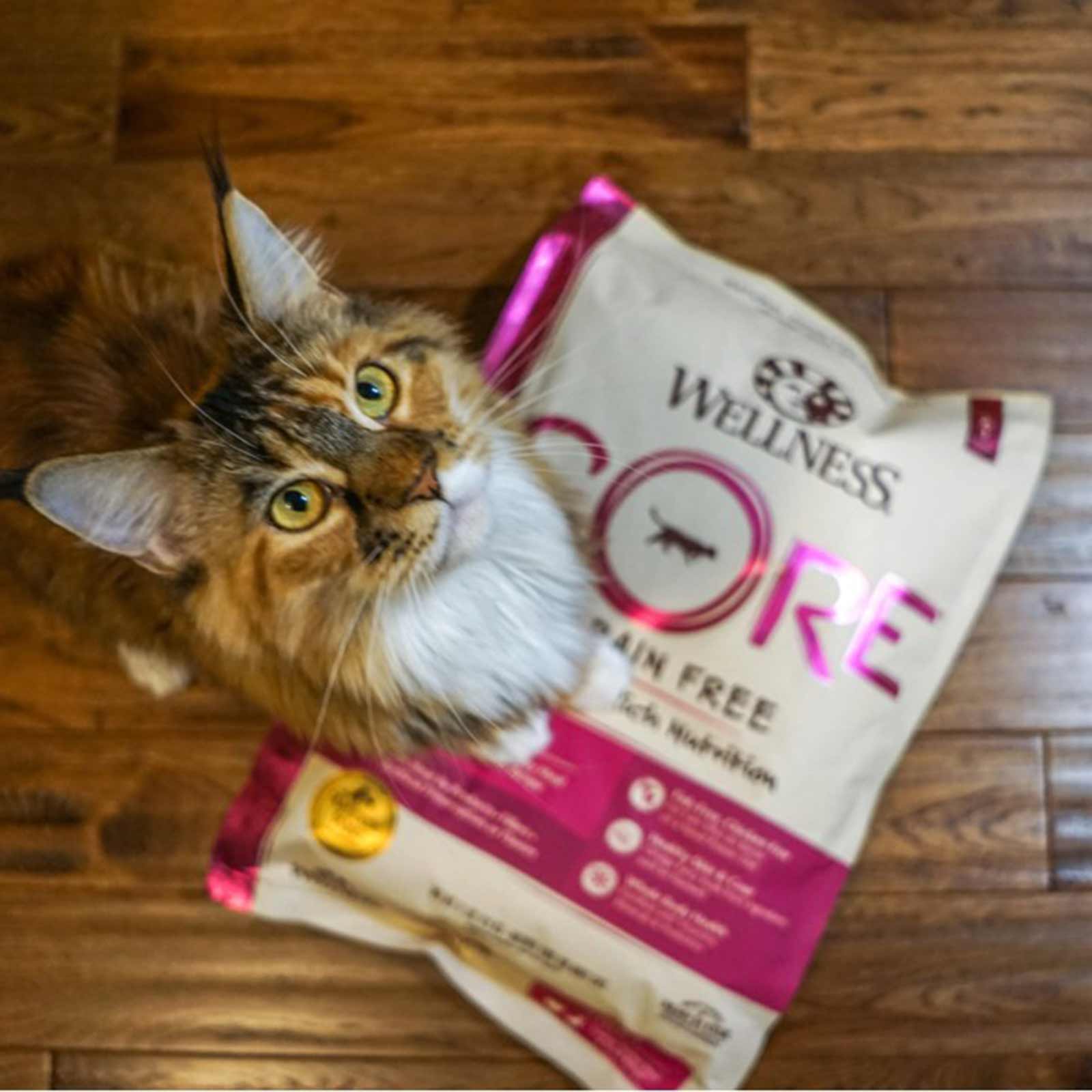 Wellness core cat food turkey sales and duck