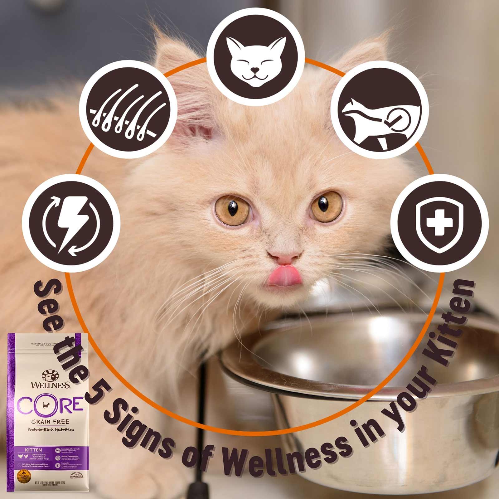 Wellness core grain free 2024 kitten