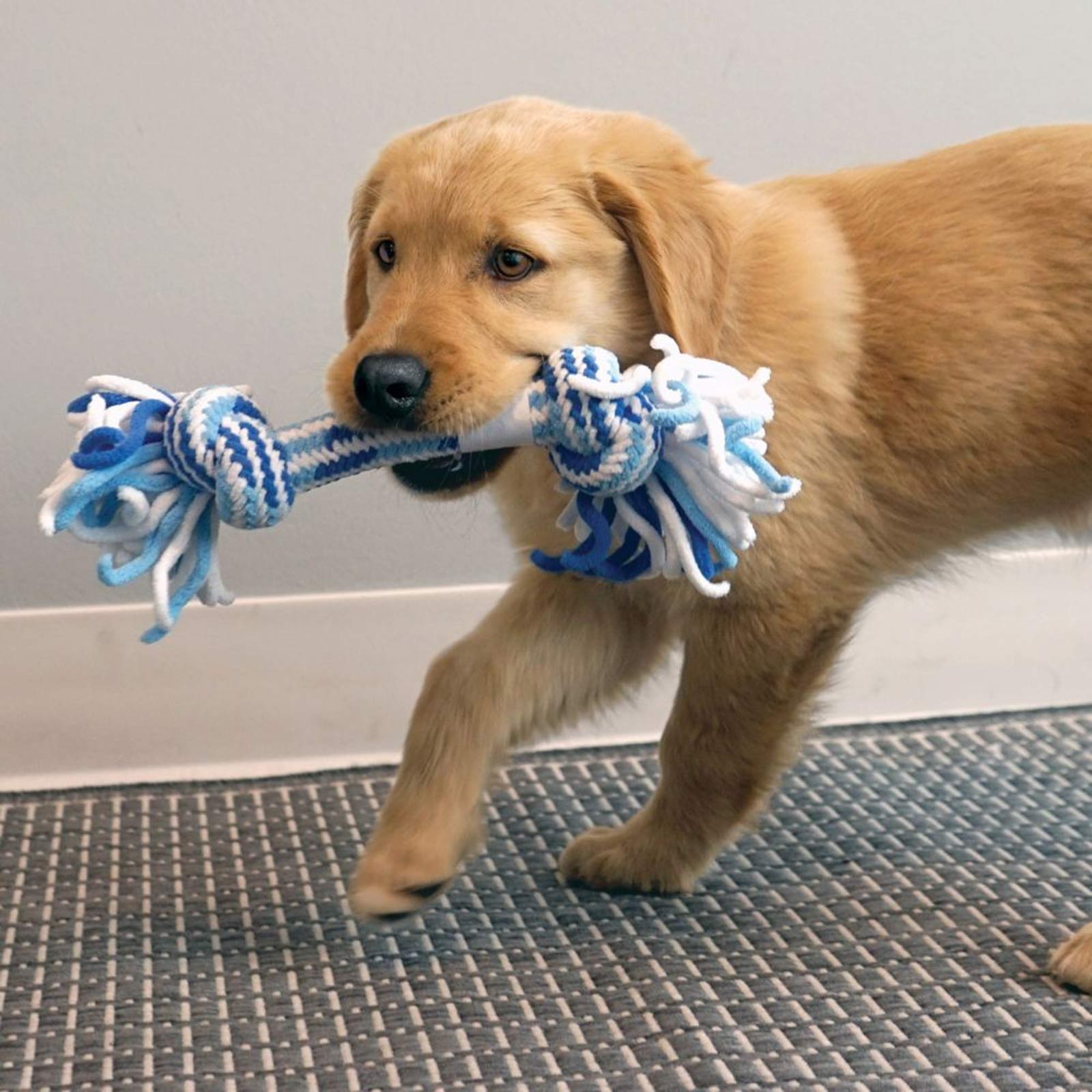 Kong rope toys for dogs best sale