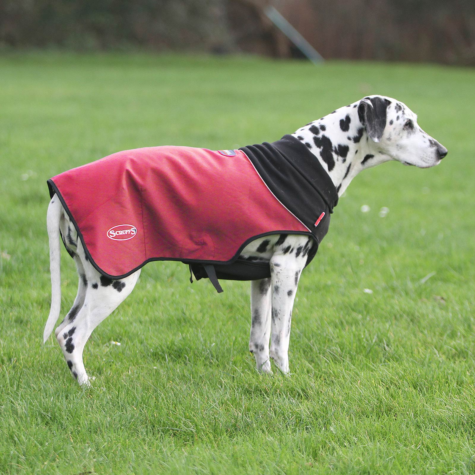 Dog hotsell burgundy jacket