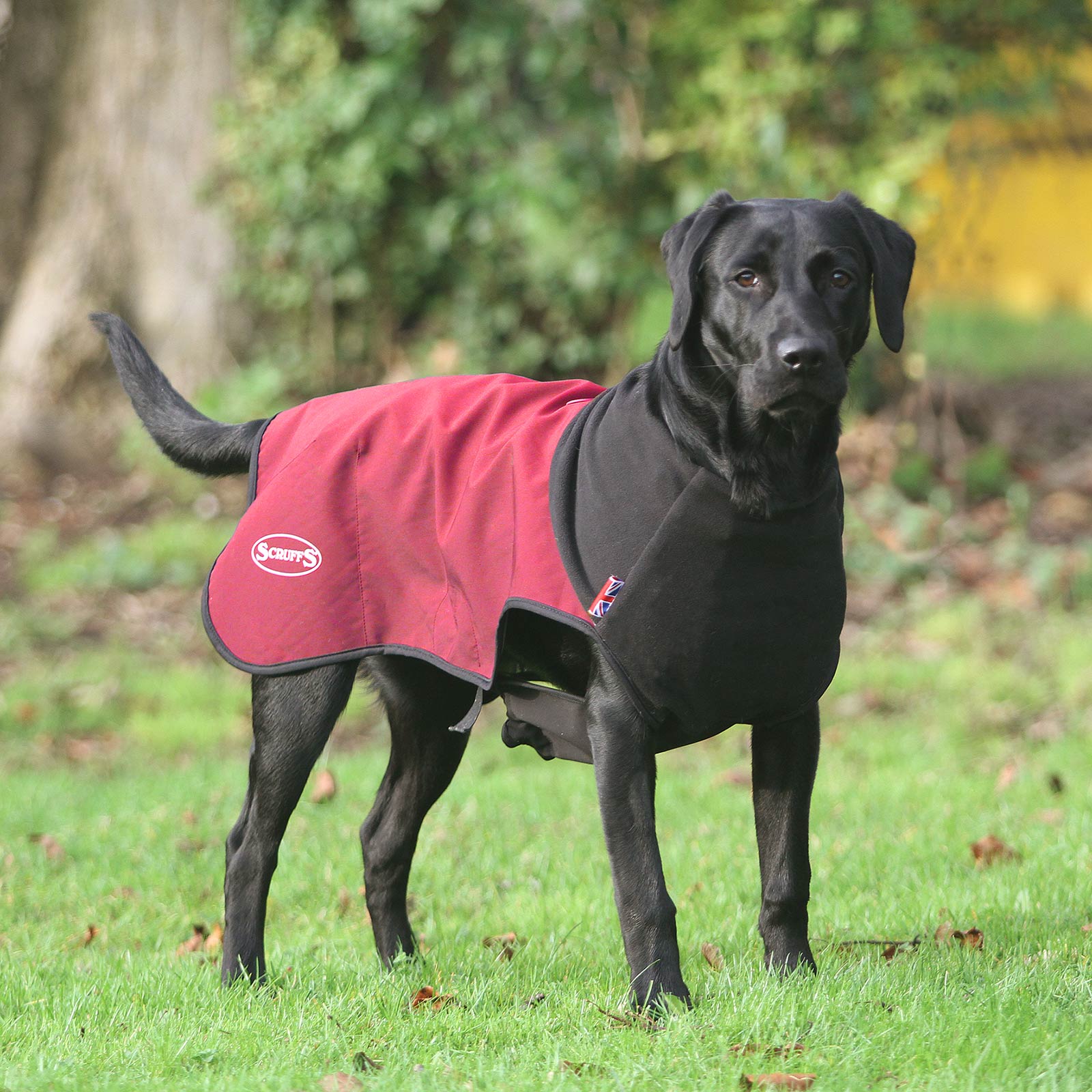 Scruffs thermal cheap dog coat