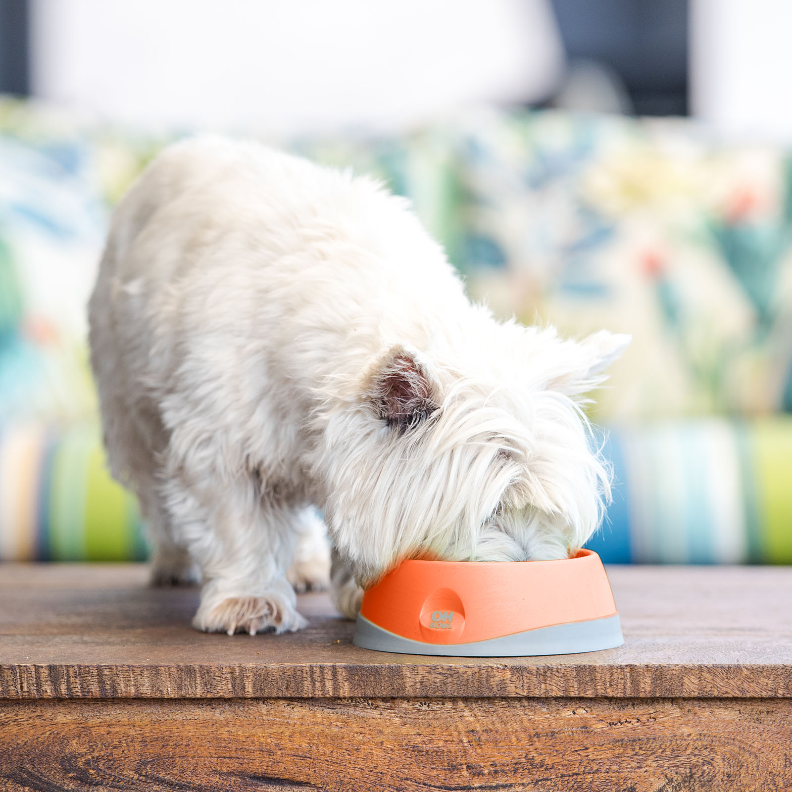 Floater water clearance bowl for dogs