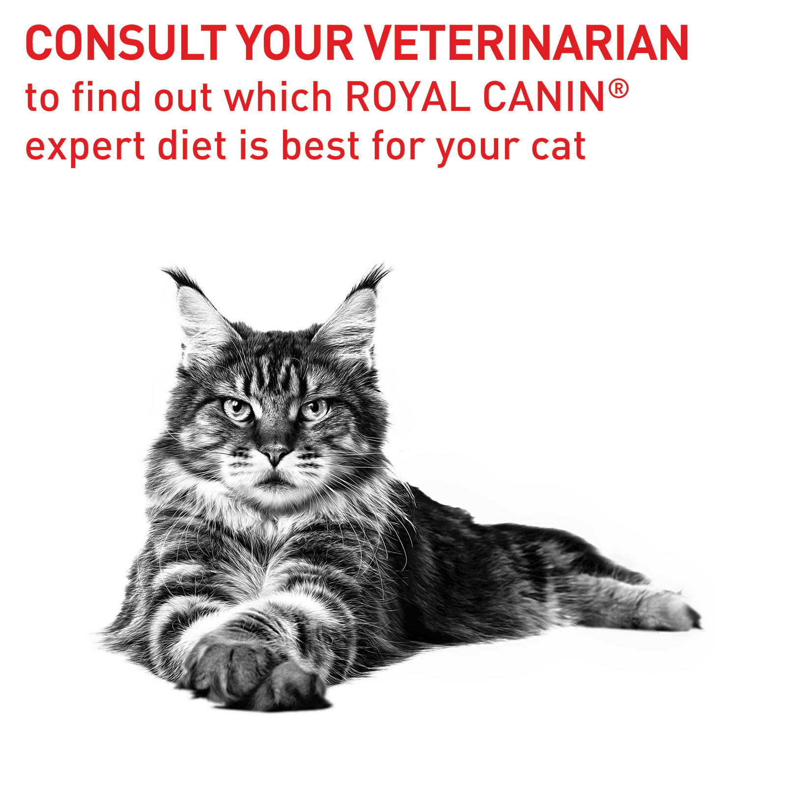 Royal Canin Expert Feline Senior Mature Consult Dry Cat Food 3.5kg