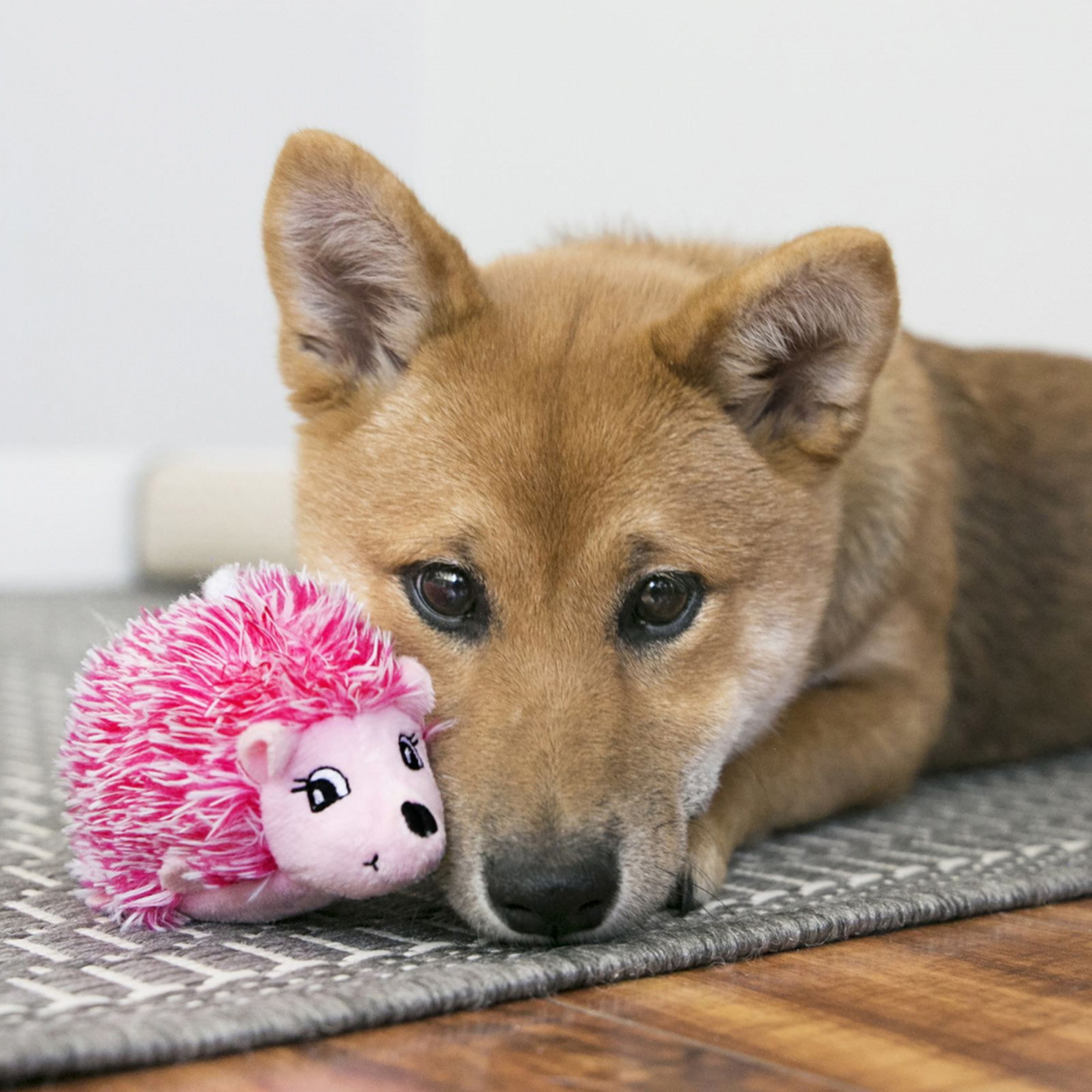 KONG Comfort HedgeHog Assorted Colour Medium Squeak Crinkle Plush Puppy Toy For Dogs 11.73