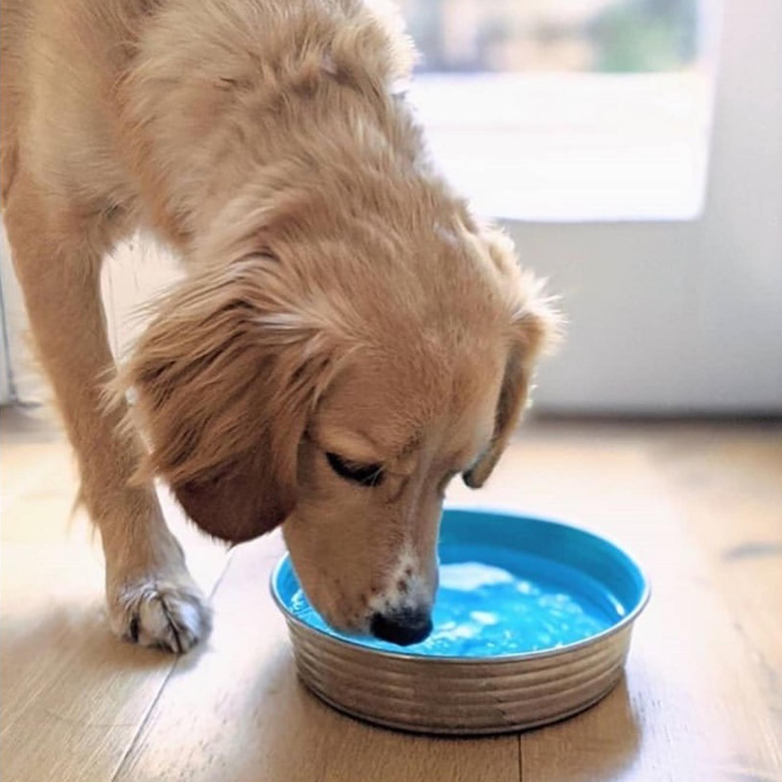 Le bol cheap dog bowl