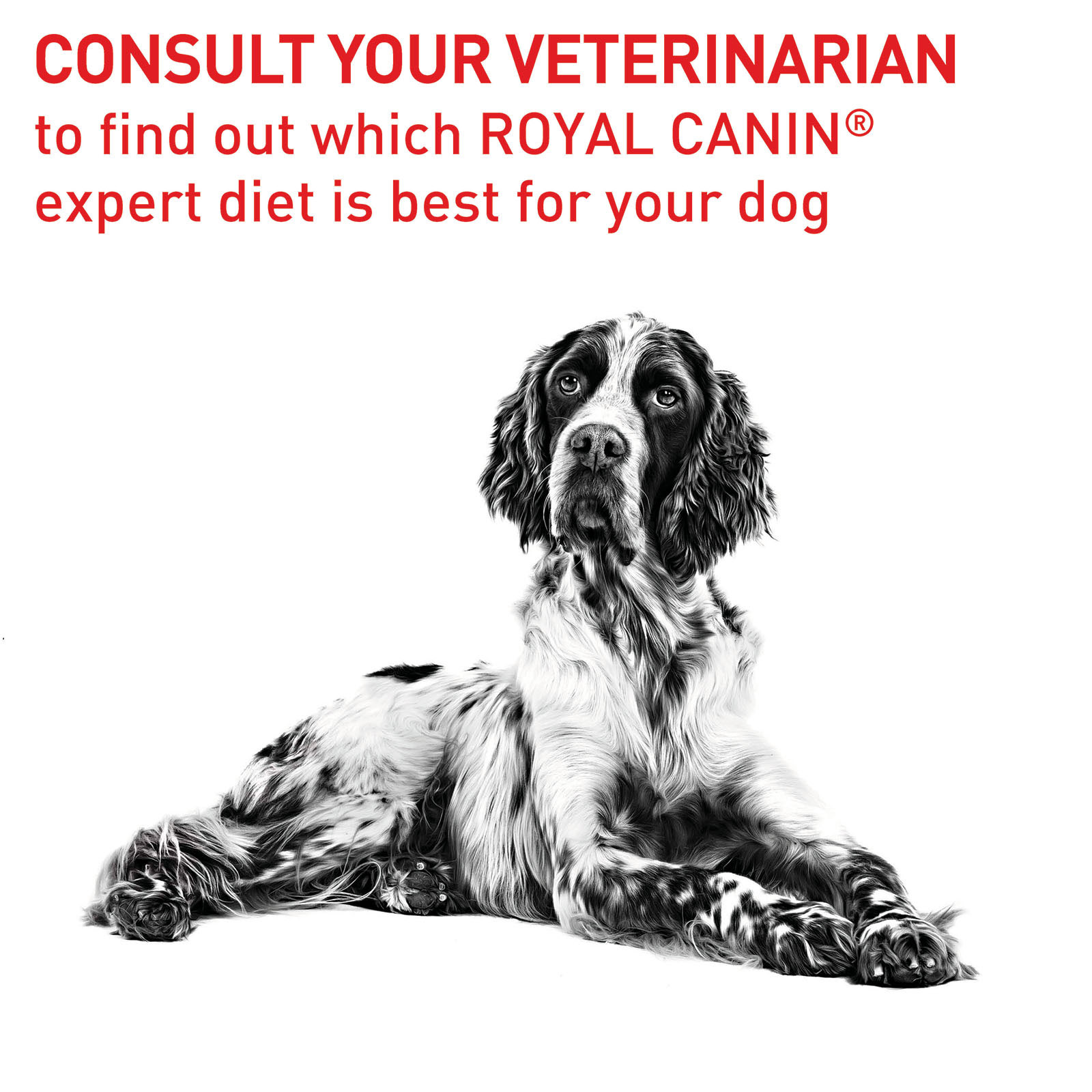 Royal Canin Expert Dental 3kg - Crocchette Per Gatti Adulti - Salute Orale E Controllo Del Tartaro - 2