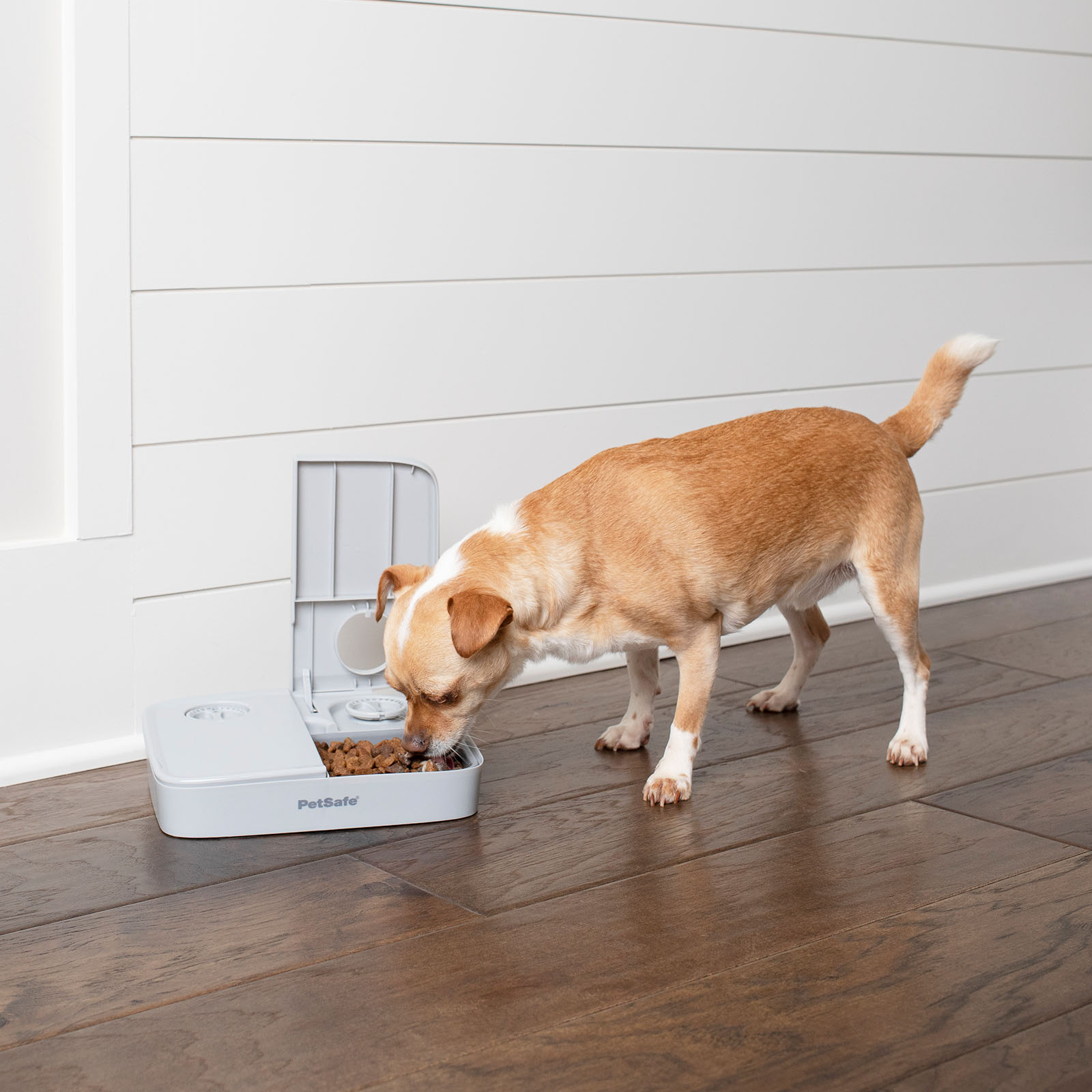 petsafe dog feeder