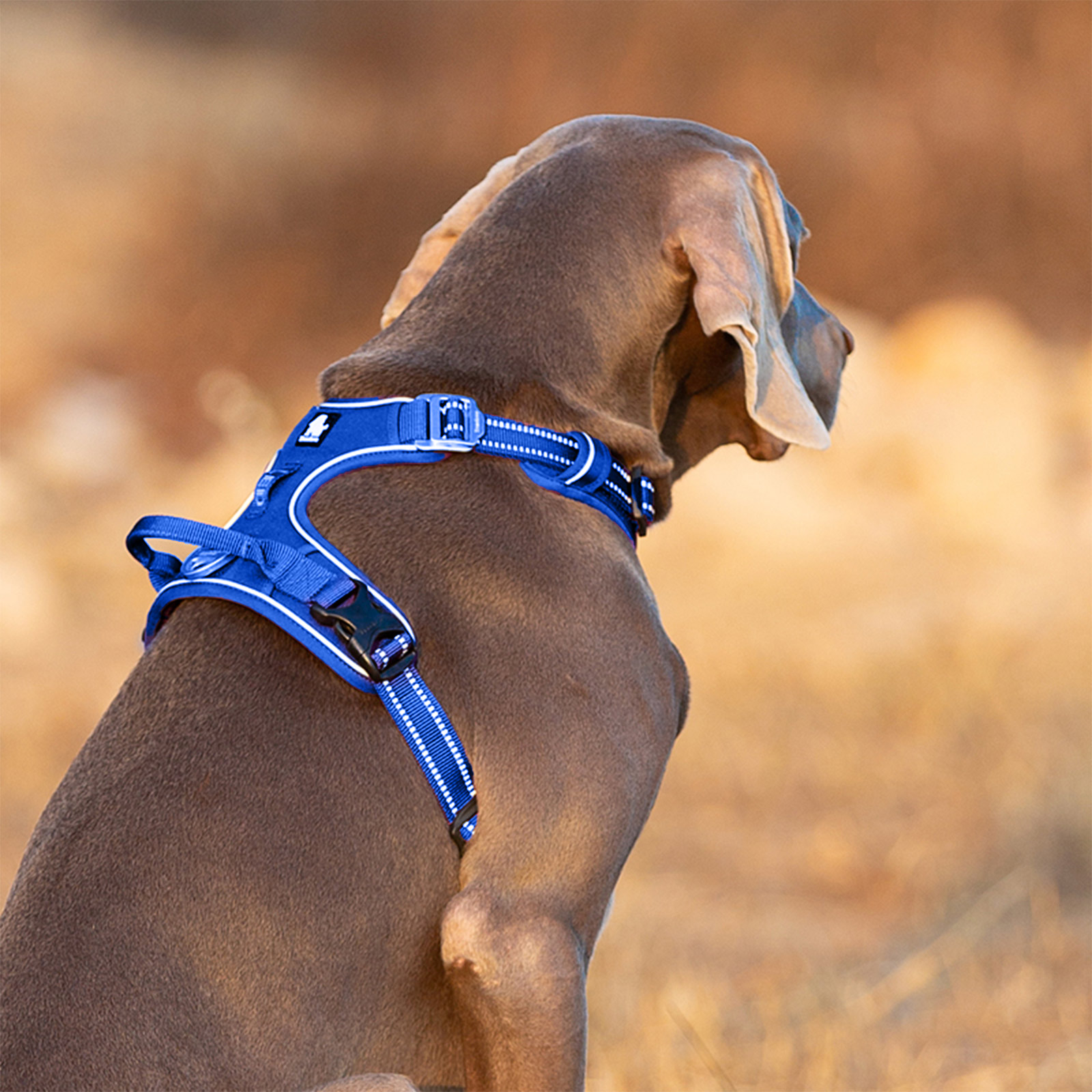 Truelove shop dog harnesses