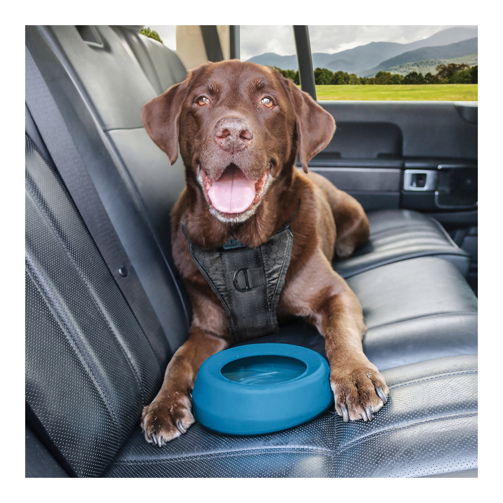 Kurgo water bowl best sale