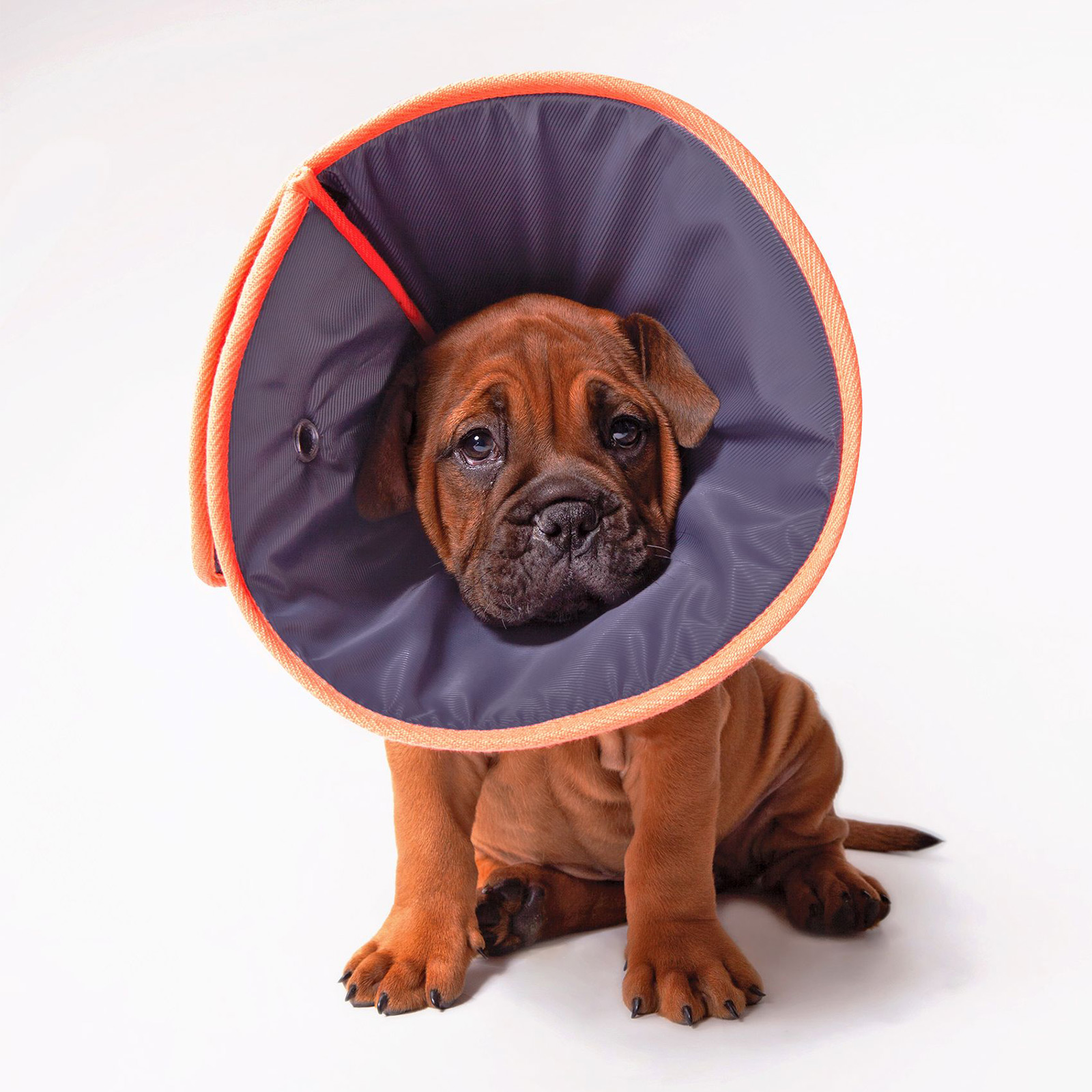 Kazoo Comfy Collar Extra Small Adjustable Recovery Cone For Dogs and Cats 25.95