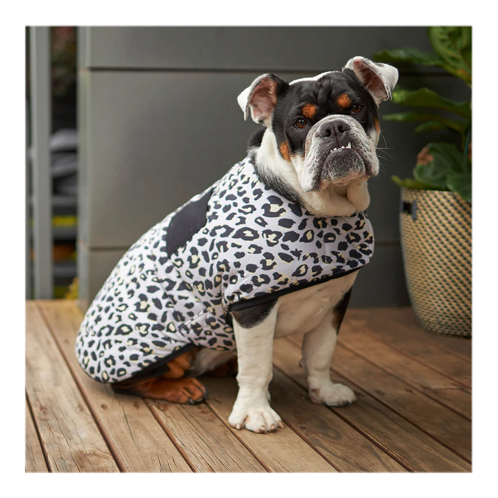 Fleece dog coats with velcro hotsell