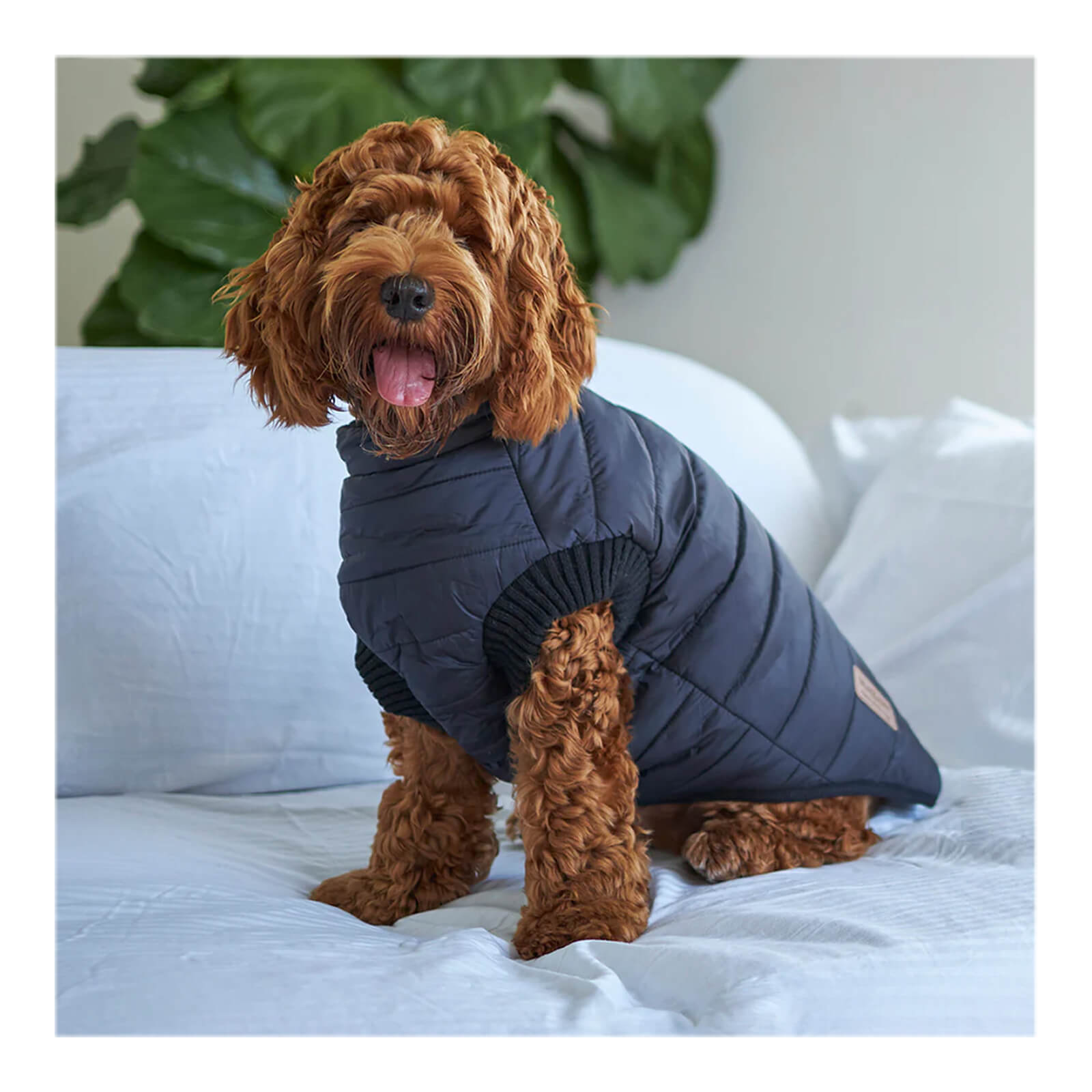 Kazoo dog jacket best sale